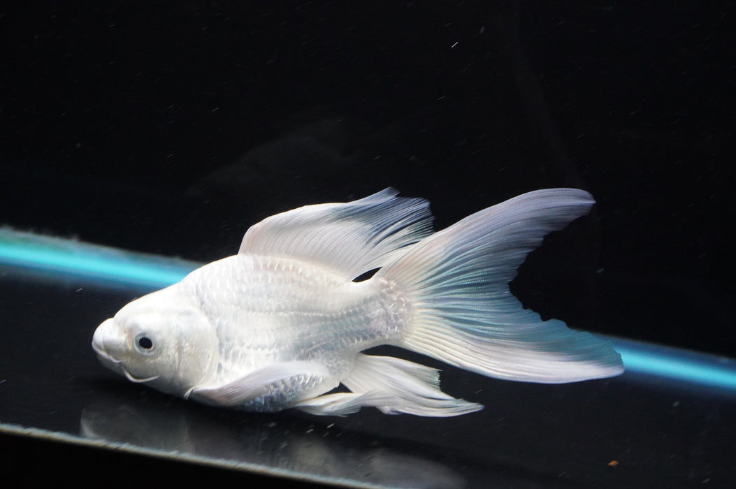Short Body Koi  Platinum 6 Inch (ID#801KPT-94) Free2Day SHIPPING