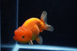 Juvenile Lionchu  Red White 3 Inch (ID#1224R11b-12) Free2Day SHIPPING