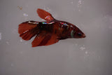 Nemo Koi Galaxy  Halfmoon Female Betta (ID#801-F608) Free2Day SHIPPING