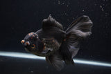 Thai Oranda  Red Black 6.5 Inch (ID#1231To6c-97)