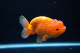 Juvenile Lionchu  Red White 3 Inch (ID#1224R11b-12) Free2Day SHIPPING