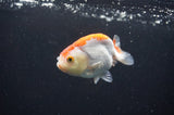Baby Ranchu  Red White 3 Inch (ID#411R9c-19) Free2Day SHIPPING