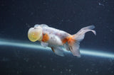 Bubble Eye  Calico 4 Inch (ID#401Be12c-78) Free2Day SHIPPING