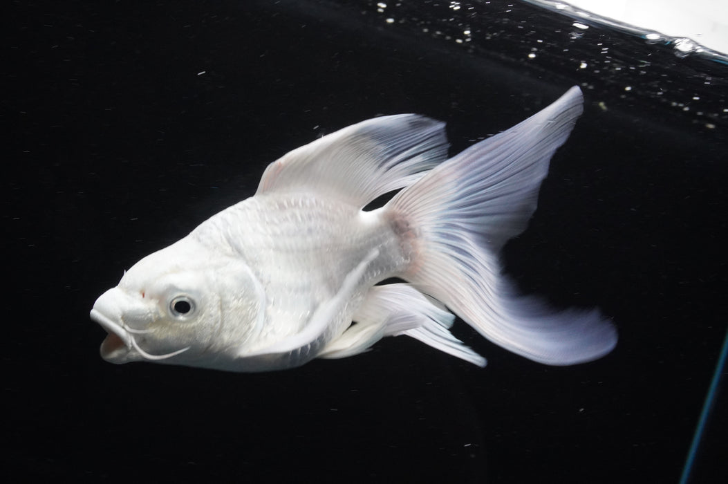 Short Body Koi  Platinum 6 Inch (ID#801KPT-94) Free2Day SHIPPING