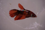 Nemo Koi Galaxy  Halfmoon Female Betta (ID#801-F608) Free2Day SHIPPING