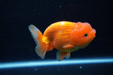 Juvenile Lionchu  Red White 3 Inch (ID#1224R11b-12) Free2Day SHIPPING