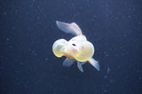 Bubble Eye  Calico 4 Inch (ID#401Be12c-78) Free2Day SHIPPING