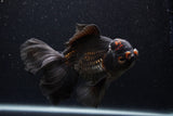 Thai Oranda  Red Black 6.5 Inch (ID#1231To6c-97)