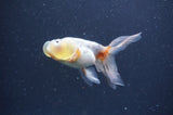 Bubble Eye  Calico 4 Inch (ID#401Be12c-78) Free2Day SHIPPING