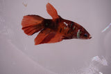 Nemo Koi Galaxy  Halfmoon Female Betta (ID#801-F608) Free2Day SHIPPING