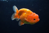 Juvenile Lionchu  Red White 3 Inch (ID#1224R11b-12) Free2Day SHIPPING