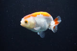 Baby Ranchu  Red White 3 Inch (ID#411R9c-19) Free2Day SHIPPING