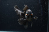 Thai Oranda  Red Black 6.5 Inch (ID#1231To6c-97)