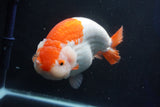 Giant Ranchu  Red White 7.5 Inch (ID#1018R10a-102)