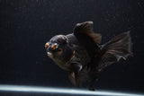 Thai Oranda  Red Black 6.5 Inch (ID#1231To6c-97)