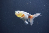 Bubble Eye  Calico 4 Inch (ID#401Be12c-78) Free2Day SHIPPING