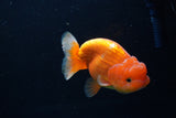 Juvenile Lionchu  Red White 3 Inch (ID#1224R11b-12) Free2Day SHIPPING