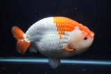 Giant Ranchu  Red White 7.5 Inch (ID#1018R10a-102)