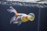 Bubble Eye  Calico 4 Inch (ID#401Be12c-78) Free2Day SHIPPING