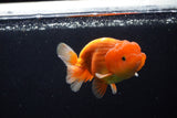 Juvenile Lionchu  Red White 3 Inch (ID#1224R11b-12) Free2Day SHIPPING