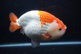 Giant Ranchu  Red White 7.5 Inch (ID#1018R10a-102)