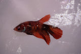 Nemo Koi Galaxy  Halfmoon Female Betta (ID#801-F608) Free2Day SHIPPING