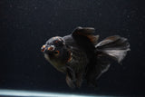 Thai Oranda  Red Black 6.5 Inch (ID#1231To6c-97)