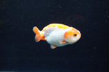 Baby Ranchu  Red White 3 Inch (ID#411R9c-20) Free2Day SHIPPING