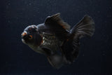 Thai Oranda  Red Black 6.5 Inch (ID#1231To6c-97)