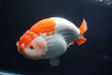 Giant Ranchu  Red White 7.5 Inch (ID#1018R10a-102)