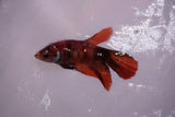 Nemo Koi Galaxy  Halfmoon Female Betta (ID#801-F608) Free2Day SHIPPING