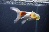 Bubble Eye  Calico 4 Inch (ID#401Be12c-78) Free2Day SHIPPING