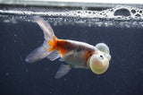 Bubble Eye  Calico 4 Inch (ID#401Be12c-78) Free2Day SHIPPING
