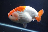 Giant Ranchu  Red White 7.5 Inch (ID#1018R10a-102)