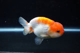 Juvenile Lionchu  Red White 3.5 Inch (ID#1224R11b-13) Free2Day SHIPPING