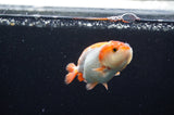Baby Ranchu  Red White 3 Inch (ID#411R9c-20) Free2Day SHIPPING