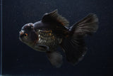 Thai Oranda  Red Black 6.5 Inch (ID#1231To6c-97)