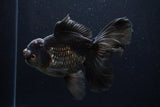 Thai Oranda  Red Black 6.5 Inch (ID#1231To6c-97)