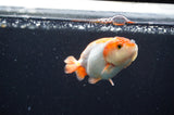 Baby Ranchu  Red White 3 Inch (ID#411R9c-20) Free2Day SHIPPING