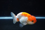 Juvenile Lionchu  Red White 3.5 Inch (ID#1224R11b-13) Free2Day SHIPPING