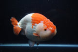 Giant Ranchu  Red White 7.5 Inch (ID#1018R10a-102)