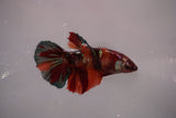 Nemo Koi Galaxy  Halfmoon Female Betta (ID#801-F609) Free2Day SHIPPING