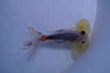 Bubble Eye  Calico 4 Inch (ID#401Be12c-78) Free2Day SHIPPING