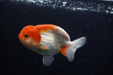 Juvenile Lionchu  Red White 3.5 Inch (ID#1224R11b-13) Free2Day SHIPPING