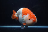 Giant Ranchu  Red White 7.5 Inch (ID#1018R10a-102)