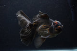 Thai Oranda  Red Black 6.5 Inch (ID#1231To6c-97)