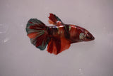 Nemo Koi Galaxy  Halfmoon Female Betta (ID#801-F609) Free2Day SHIPPING