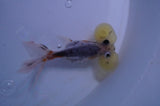 Bubble Eye  Calico 4 Inch (ID#401Be12c-78) Free2Day SHIPPING