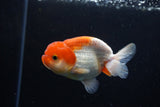 Juvenile Lionchu  Red White 3.5 Inch (ID#1224R11b-13) Free2Day SHIPPING