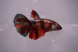 Nemo Koi Galaxy  Halfmoon Female Betta (ID#801-F609) Free2Day SHIPPING